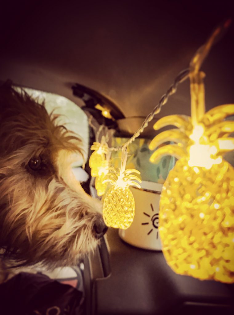 Damien im Auto mit der Ananas-Lichterkette